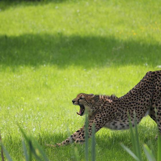 Gepard in der Wiese (Foto: Tierwelt Herberstein)