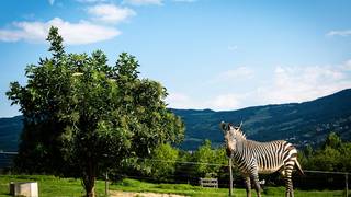 Tierwelt Herberstein