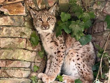 Junger Luchs sitzt vor einer Steinmauer