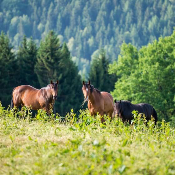 Pferde auf der Wiese, Pürcherhof