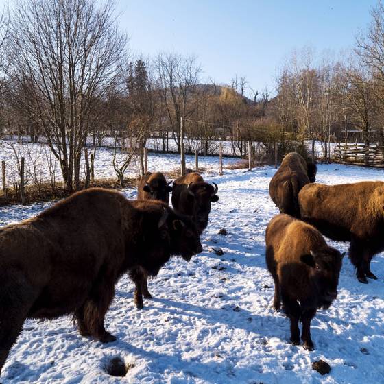 Bisongehege (Foto: Tierwelt Herberstein)