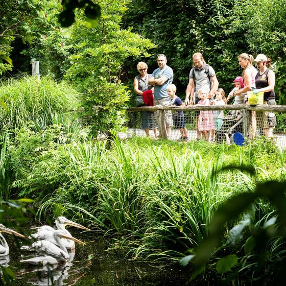 Kommentierte Fütterung, Tierwelt Herberstein